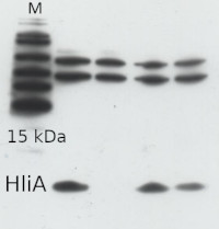 HliA | high light inducible protein in the group Antibodies Plant/Algal  / Photosynthesis  / Proteases at Agrisera AB (Antibodies for research) (AS10 1603)